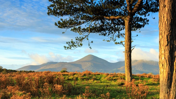 View towards the Mourne Mountains from Murlough National Nature Reserve, County Down